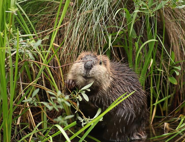 A 3-month-old beaver kit enjoys its new home after its family was relocated from a concrete drainage ditch in urban Aurora, Colorado, to a private ranch in the foothills of the Rocky Mountains. A 3-month-old beaver kit
